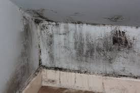 Basement mold